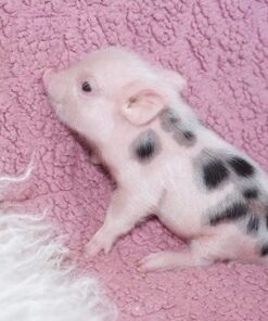 piglet for sale