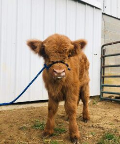 Mini Highland for sale