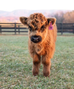 Miniature Highlander Cattle