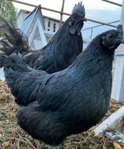 Ayam cemani