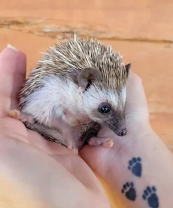 Hedgehog Babies For Sale