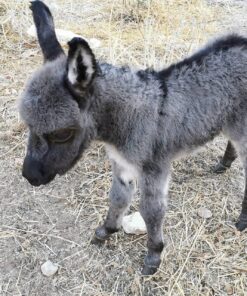 Miniature Donkeys & Micro-Mini Donkeys