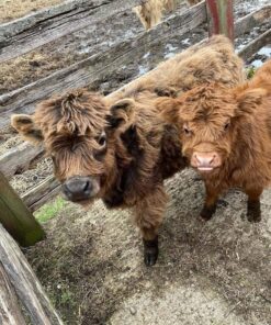 Two mini highland bull calves available
