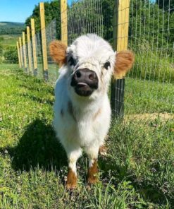 mini highlander for sale near me