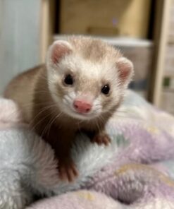Ferrets