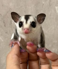 Sugar Gliders For Sale